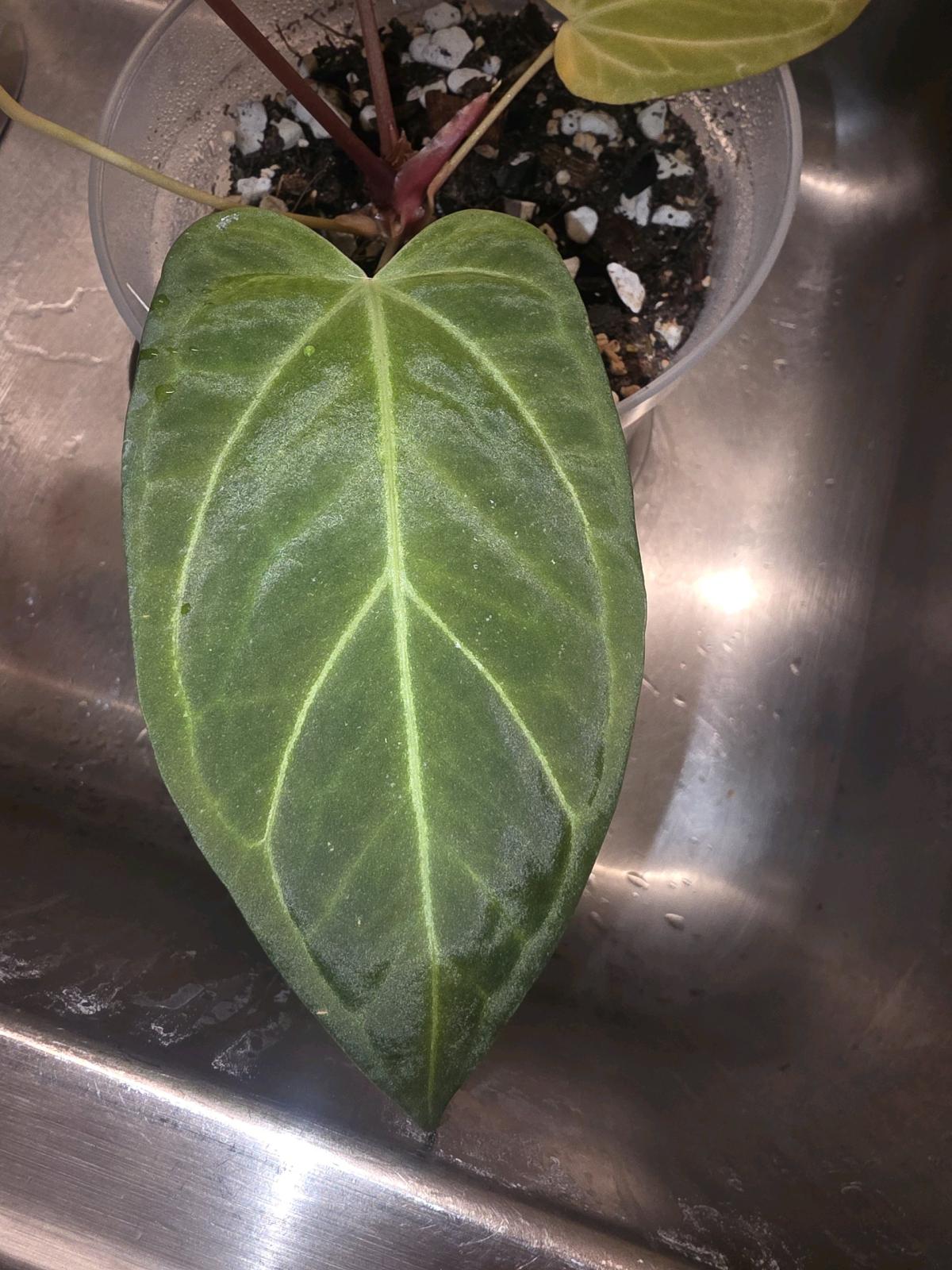 Anthurium Tezula Hybrid w Display Case - Jaffrey, New Hampshire - FleaMarketBay