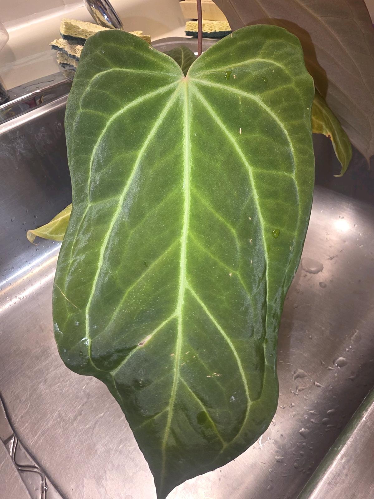 Anthurium Tezula Hybrid w Display Case - Jaffrey, New Hampshire - FleaMarketBay