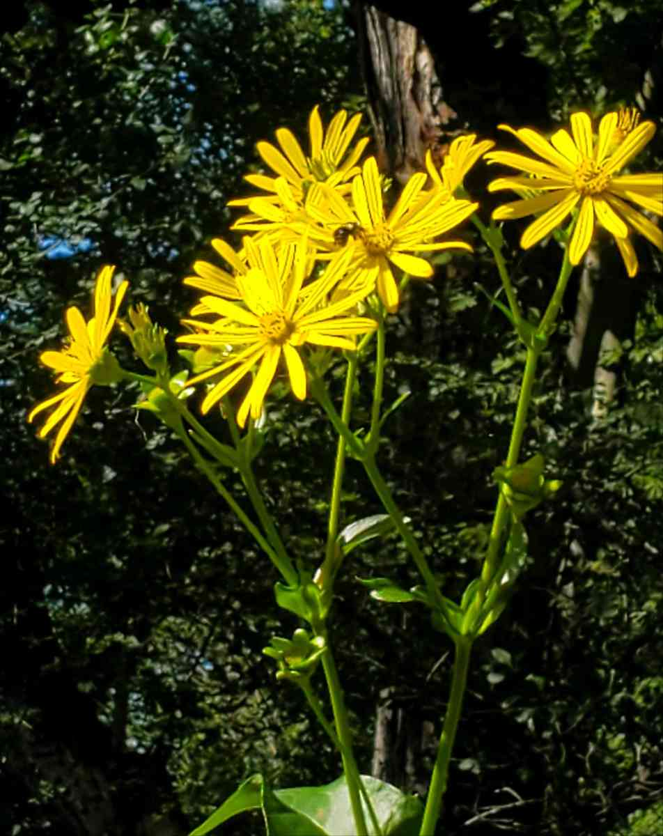 100 acres on top of Cold Spring Mountain