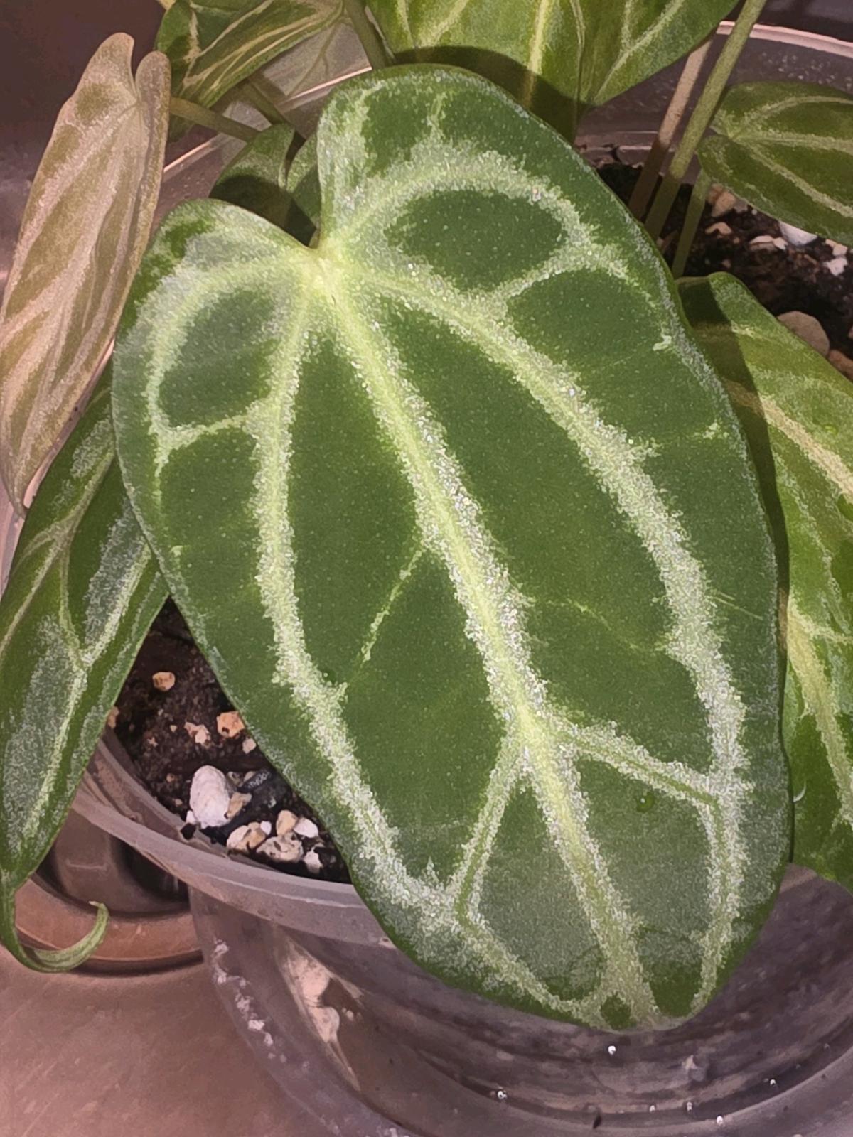 Anthurium Cross Hybrid w Display Case