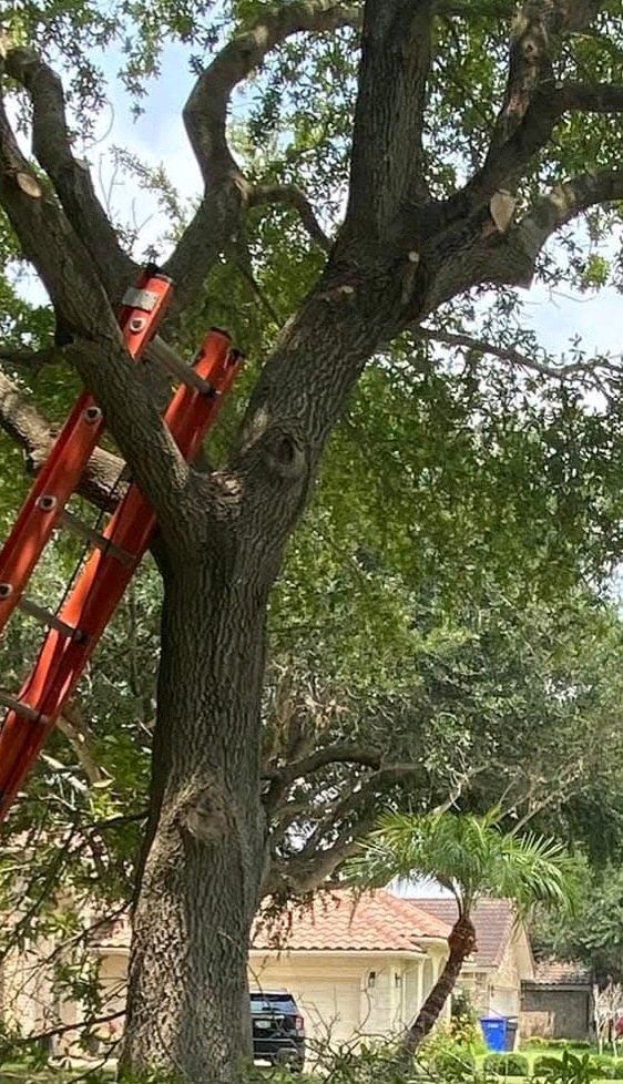 mantenimiento de jardines - Mcallen, Texas - FleaMarketBay