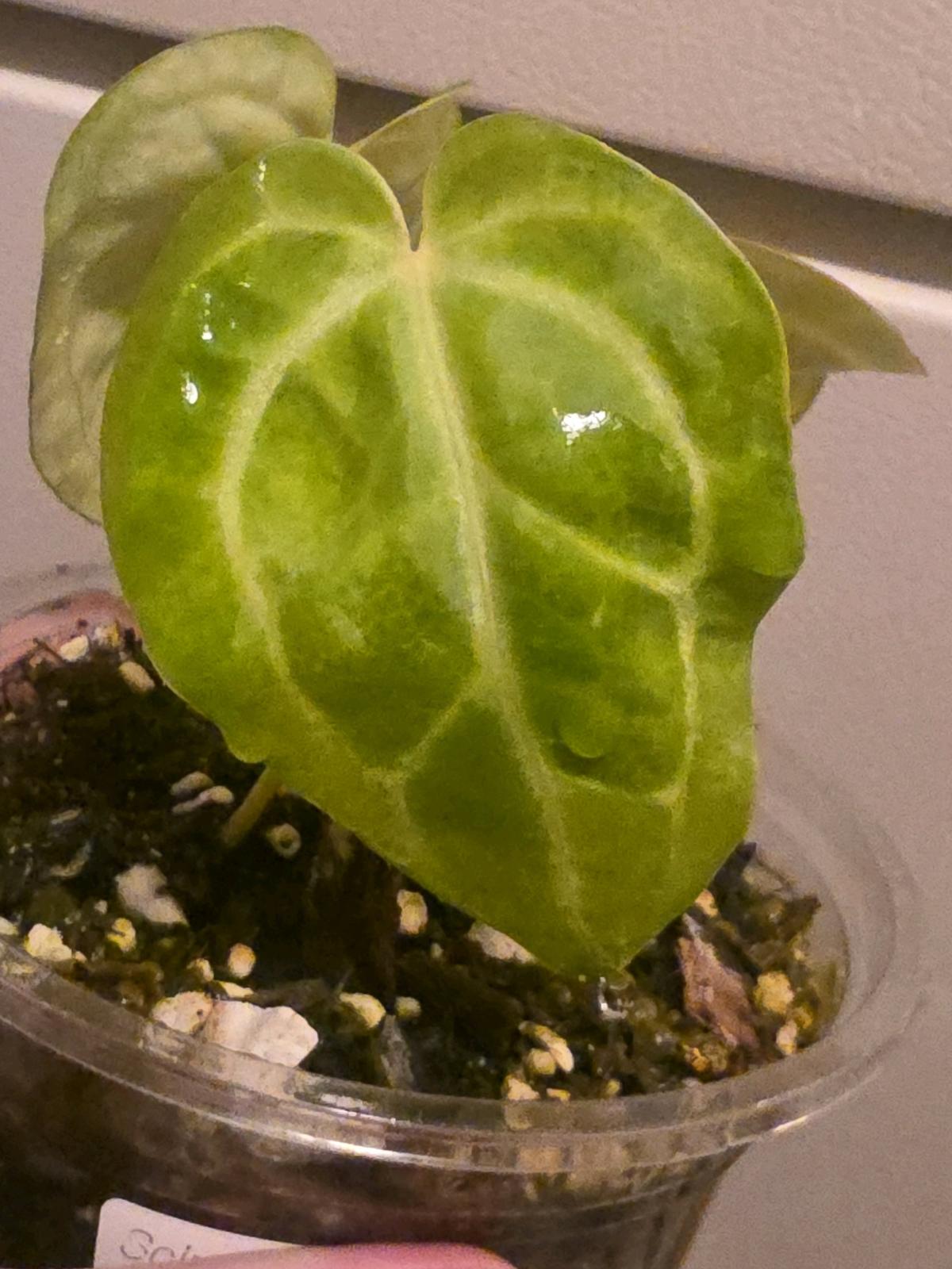 Anthurium Brown Derby