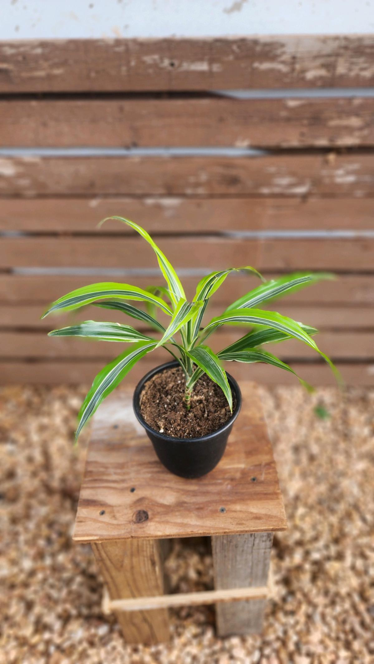 Lemon Lime Dracaena AKA Corn Plant - Norman, Oklahoma - FleaMarketBay