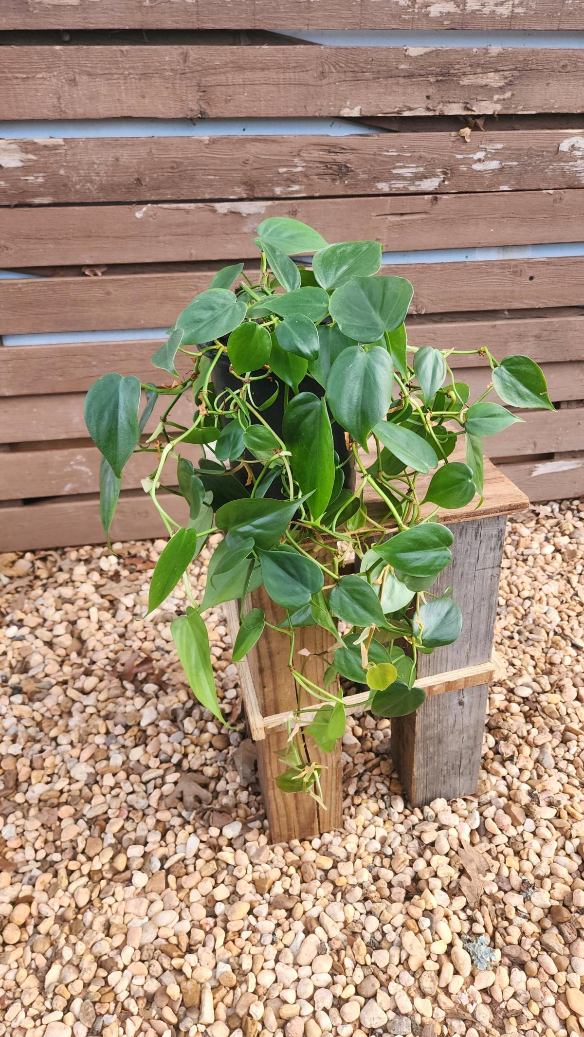 Philodendron hederaceum AKA Heartleaf Philodendron - Norman, Oklahoma - FleaMarketBay