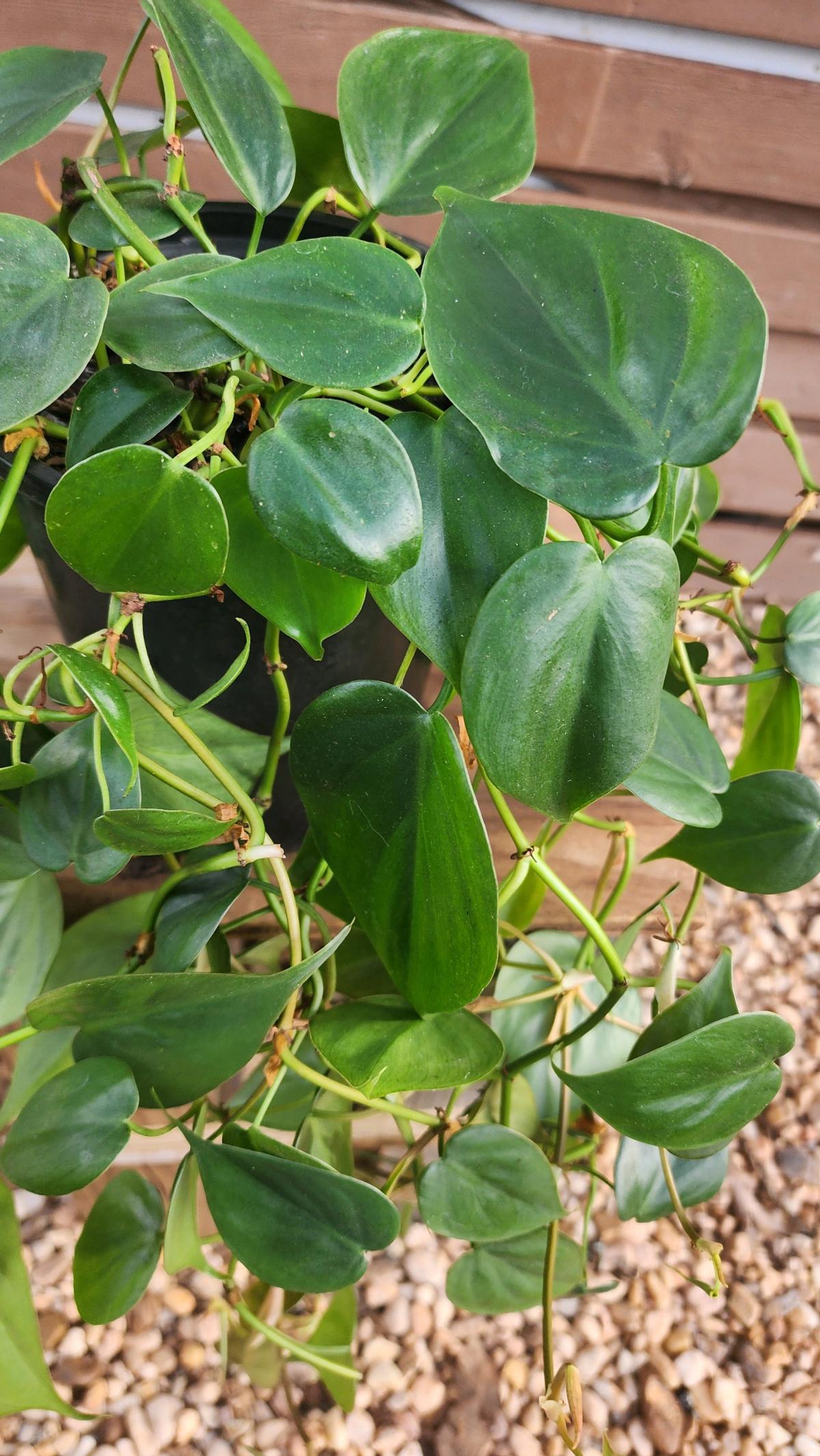 Philodendron hederaceum AKA Heartleaf Philodendron - Norman, Oklahoma - FleaMarketBay