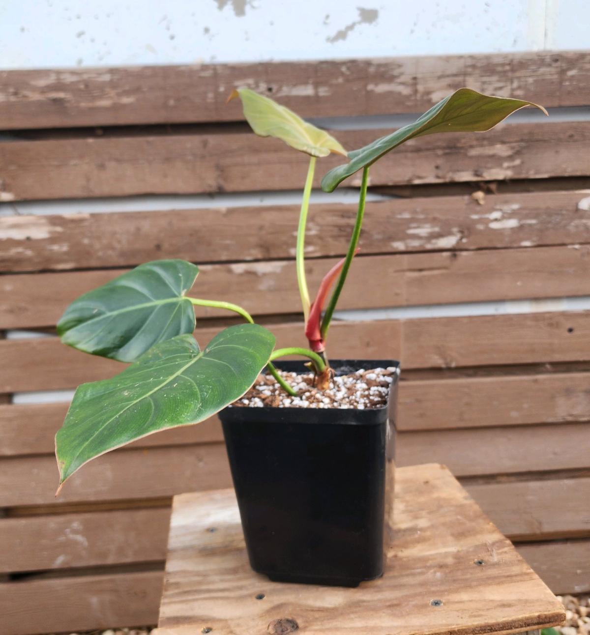 Philodendron Summer Glory - Norman, Oklahoma - FleaMarketBay