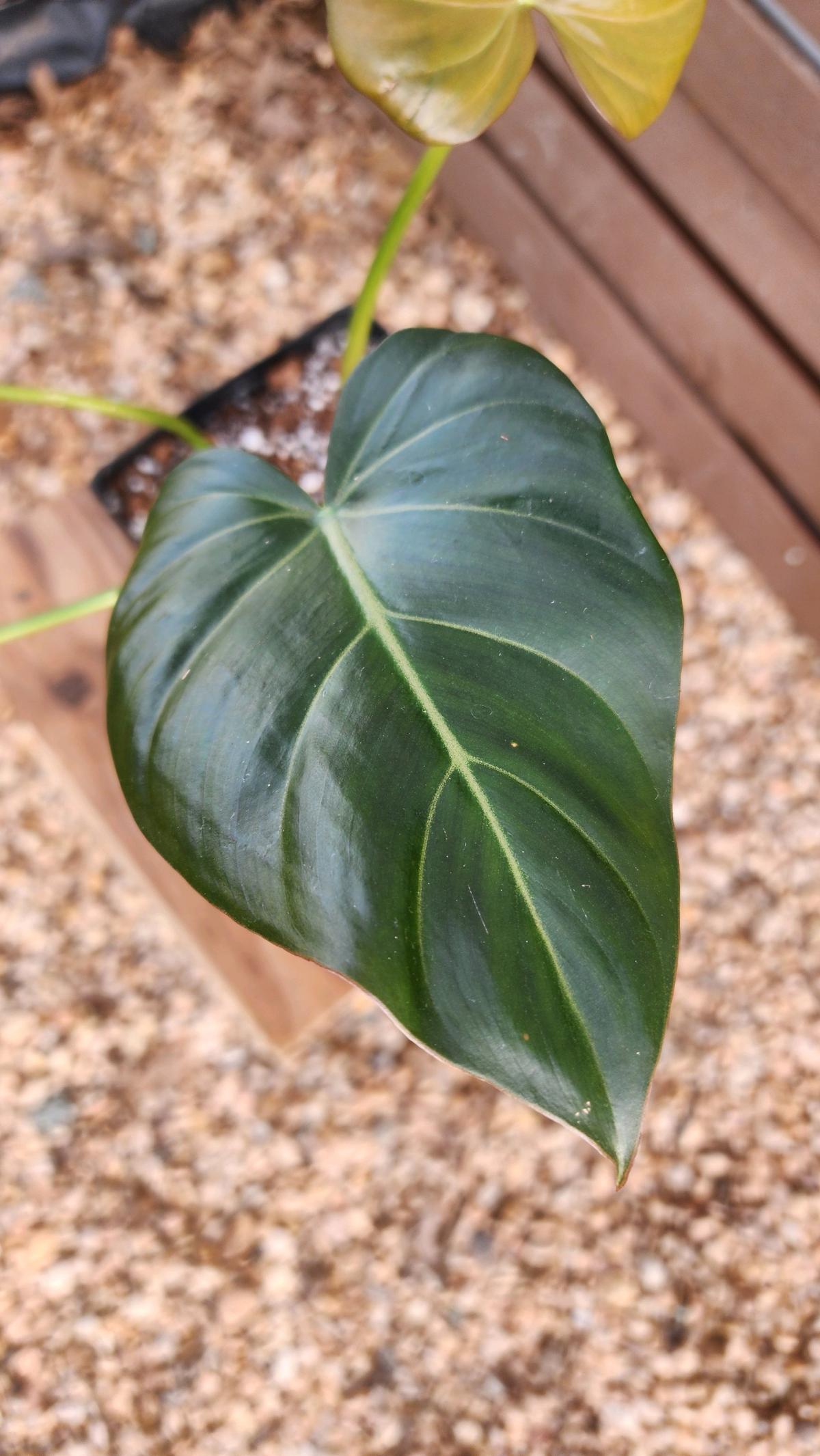Philodendron Summer Glory - Norman, Oklahoma - FleaMarketBay