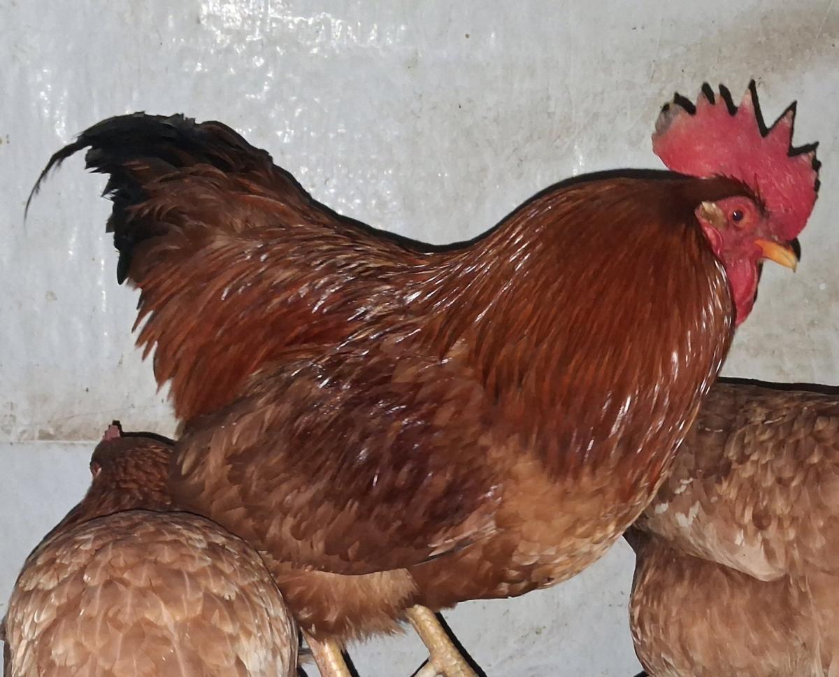 Rhode Island Red Hatching Eggs - East Lansing, Michigan - FleaMarketBay