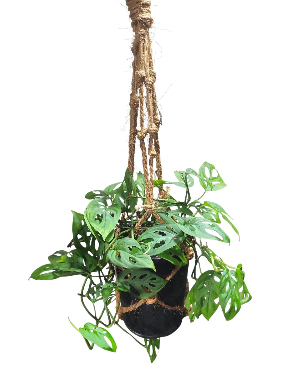 Monstera adansonii Swiss Cheese Plant - Norman, Oklahoma - FleaMarketBay