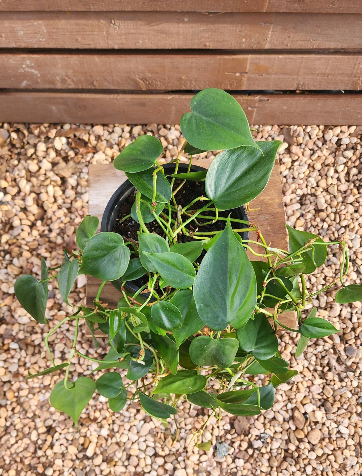 Philodendron hederaceum AKA Heartleaf Philodendron - Norman, Oklahoma - FleaMarketBay