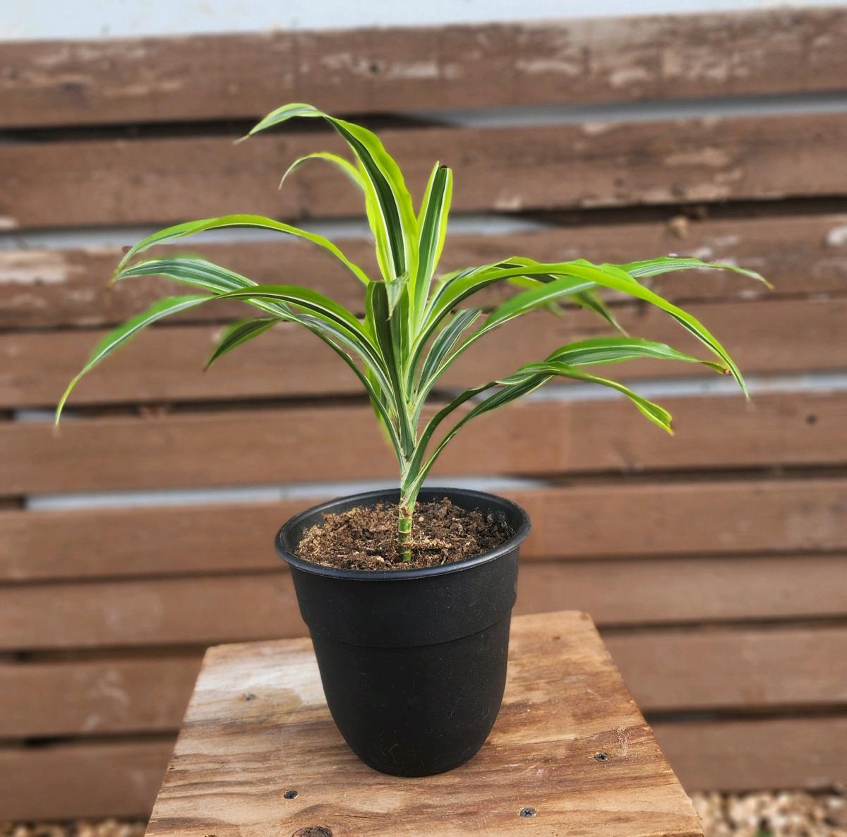 Lemon Lime Dracaena AKA Corn Plant