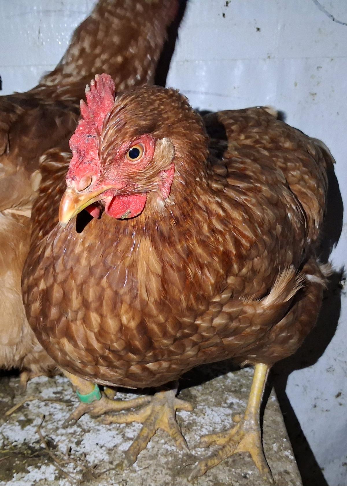 Rhode Island Red Hatching Eggs - East Lansing, Michigan - FleaMarketBay
