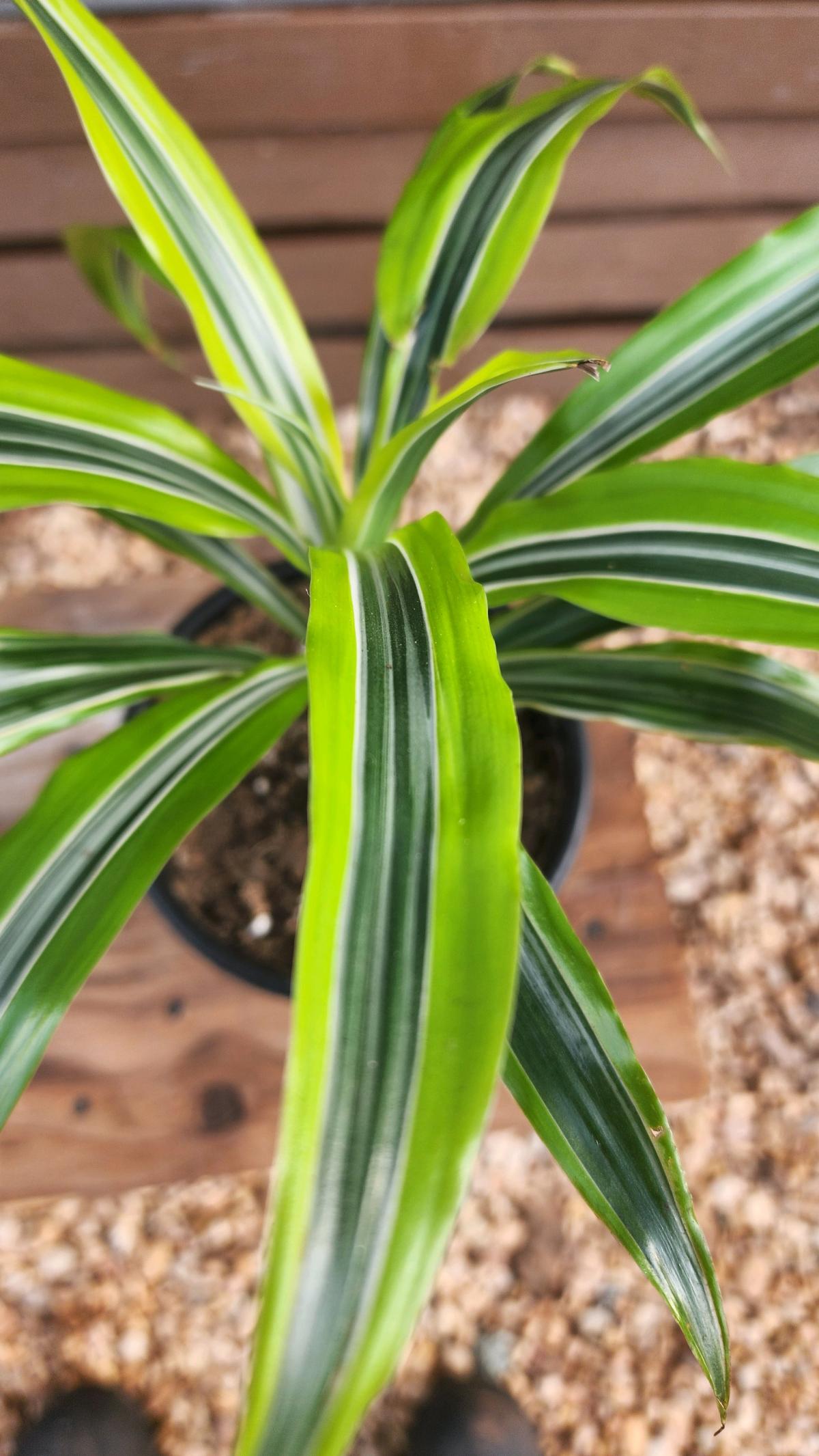 Lemon Lime Dracaena AKA Corn Plant - Norman, Oklahoma - FleaMarketBay