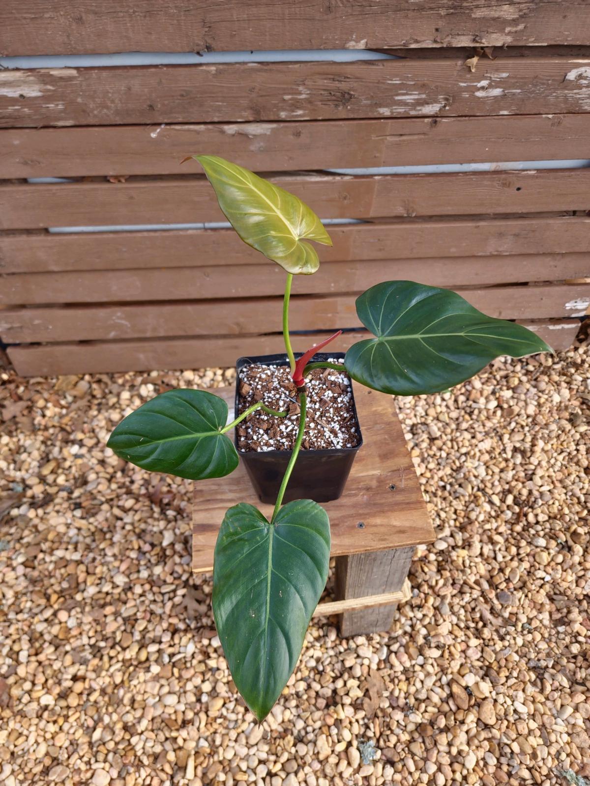 Philodendron Summer Glory - Norman, Oklahoma - FleaMarketBay