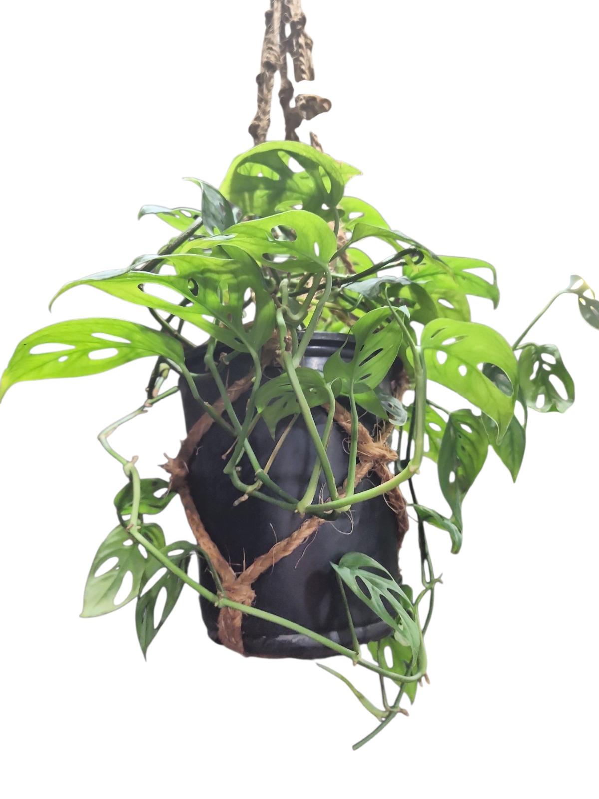 Monstera adansonii Swiss Cheese Plant - Norman, Oklahoma - FleaMarketBay