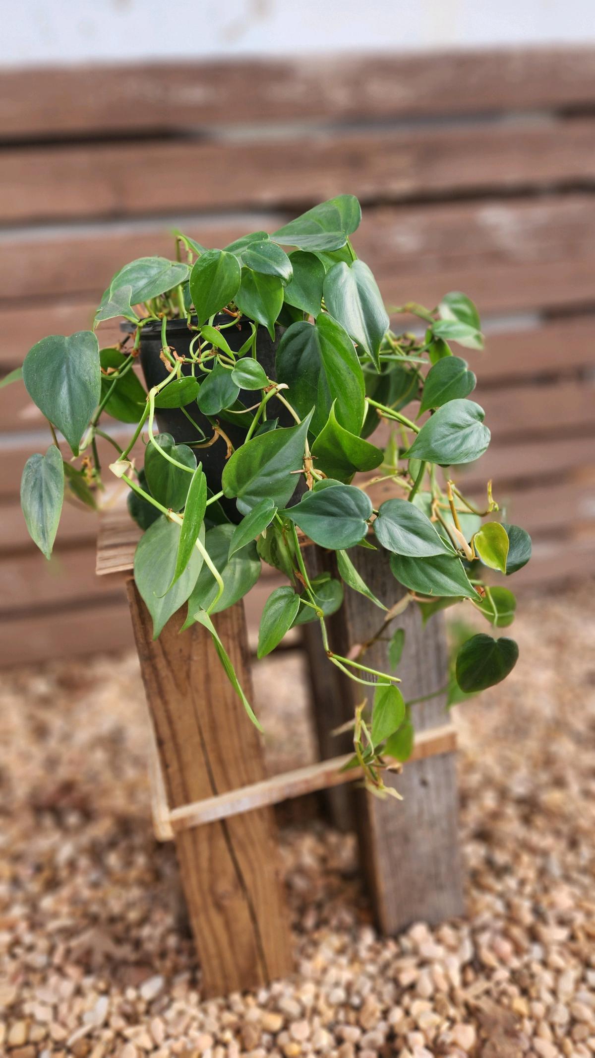 Philodendron hederaceum AKA Heartleaf Philodendron - Norman, Oklahoma - FleaMarketBay