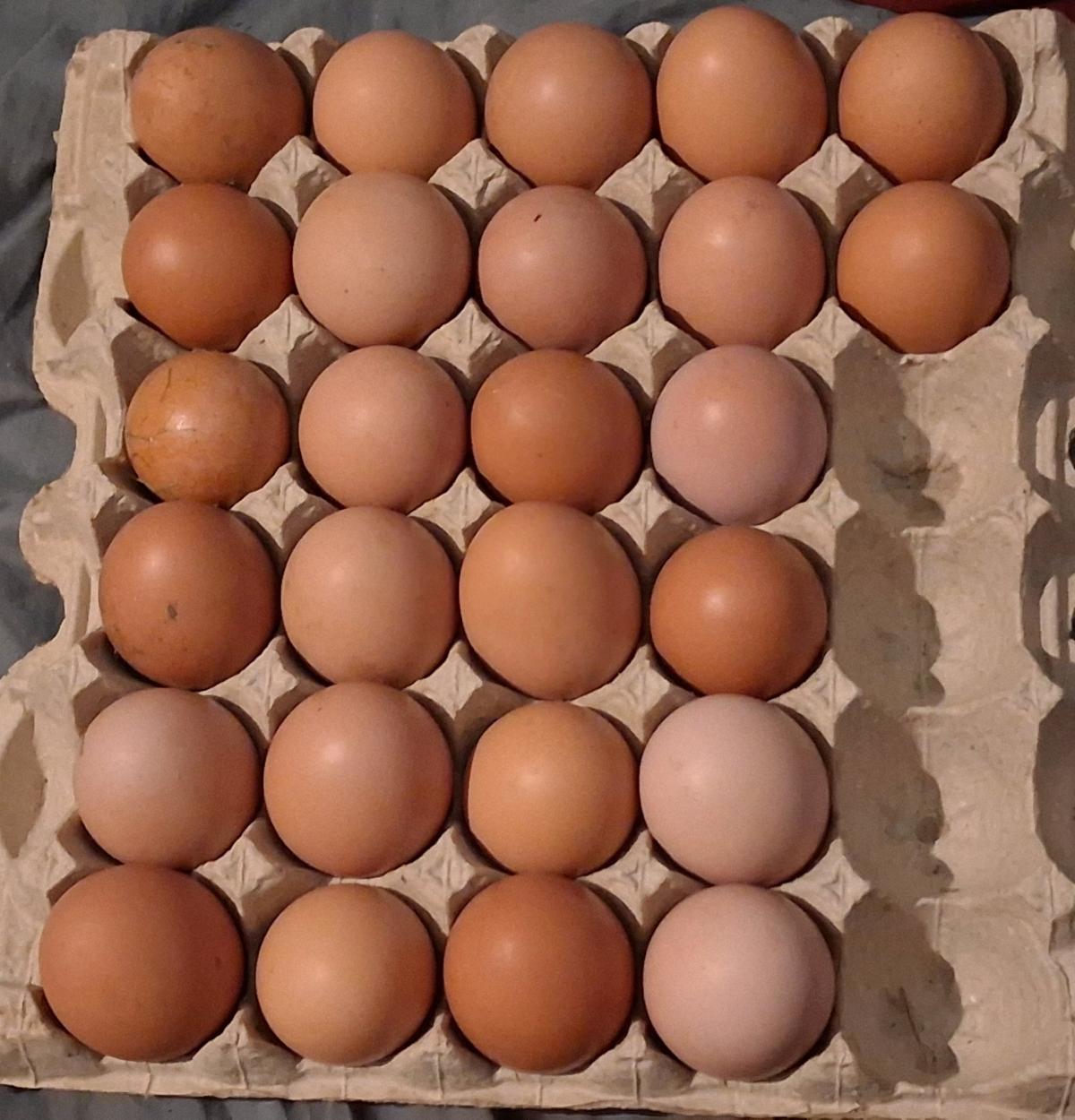 Rhode Island Red Hatching Eggs