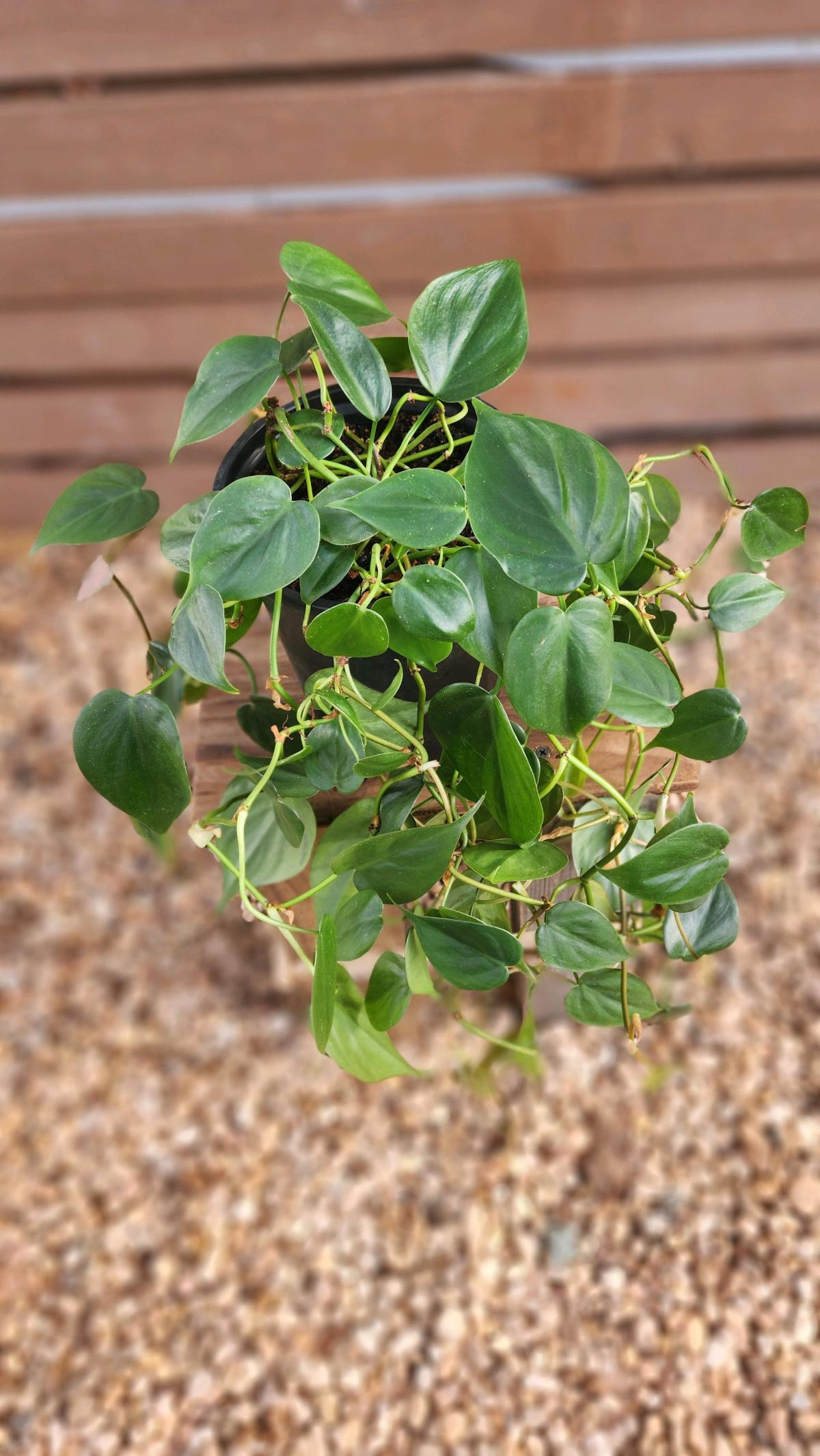 Philodendron hederaceum AKA Heartleaf Philodendron