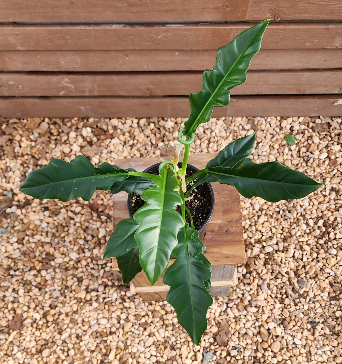 Philodendron Jungle Boogie AKA Philodendron Narrow Tooth - Norman, Oklahoma - FleaMarketBay