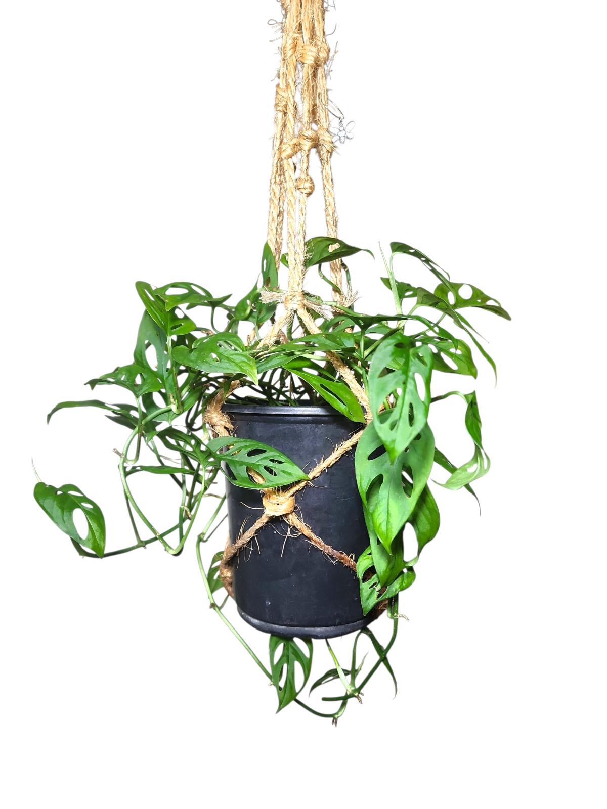 Monstera adansonii Swiss Cheese Plant