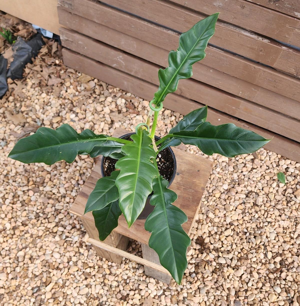 Philodendron Jungle Boogie AKA Philodendron Narrow Tooth - Norman, Oklahoma - FleaMarketBay