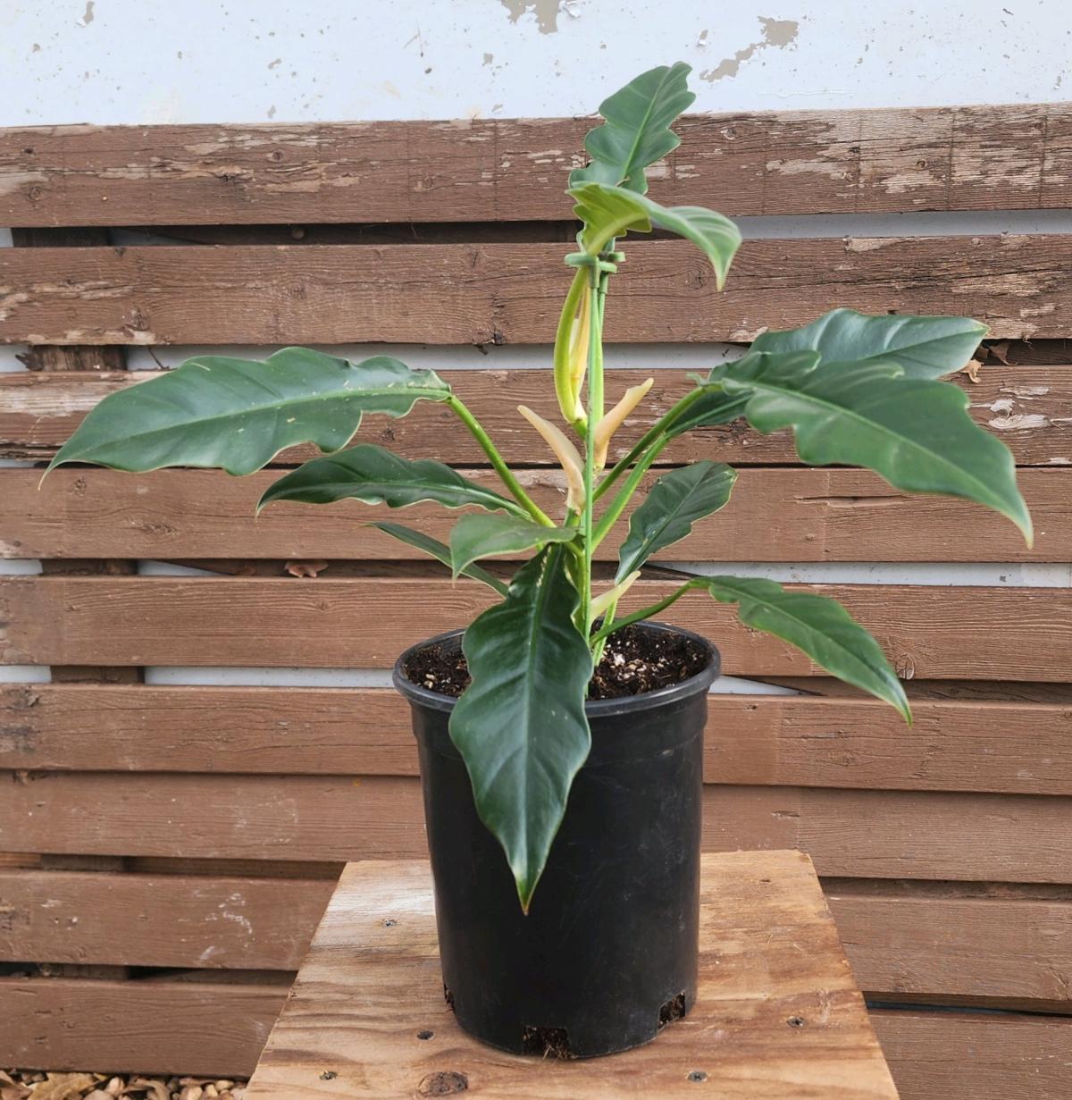 Philodendron Jungle Boogie AKA Philodendron Narrow Tooth - Norman, Oklahoma - FleaMarketBay