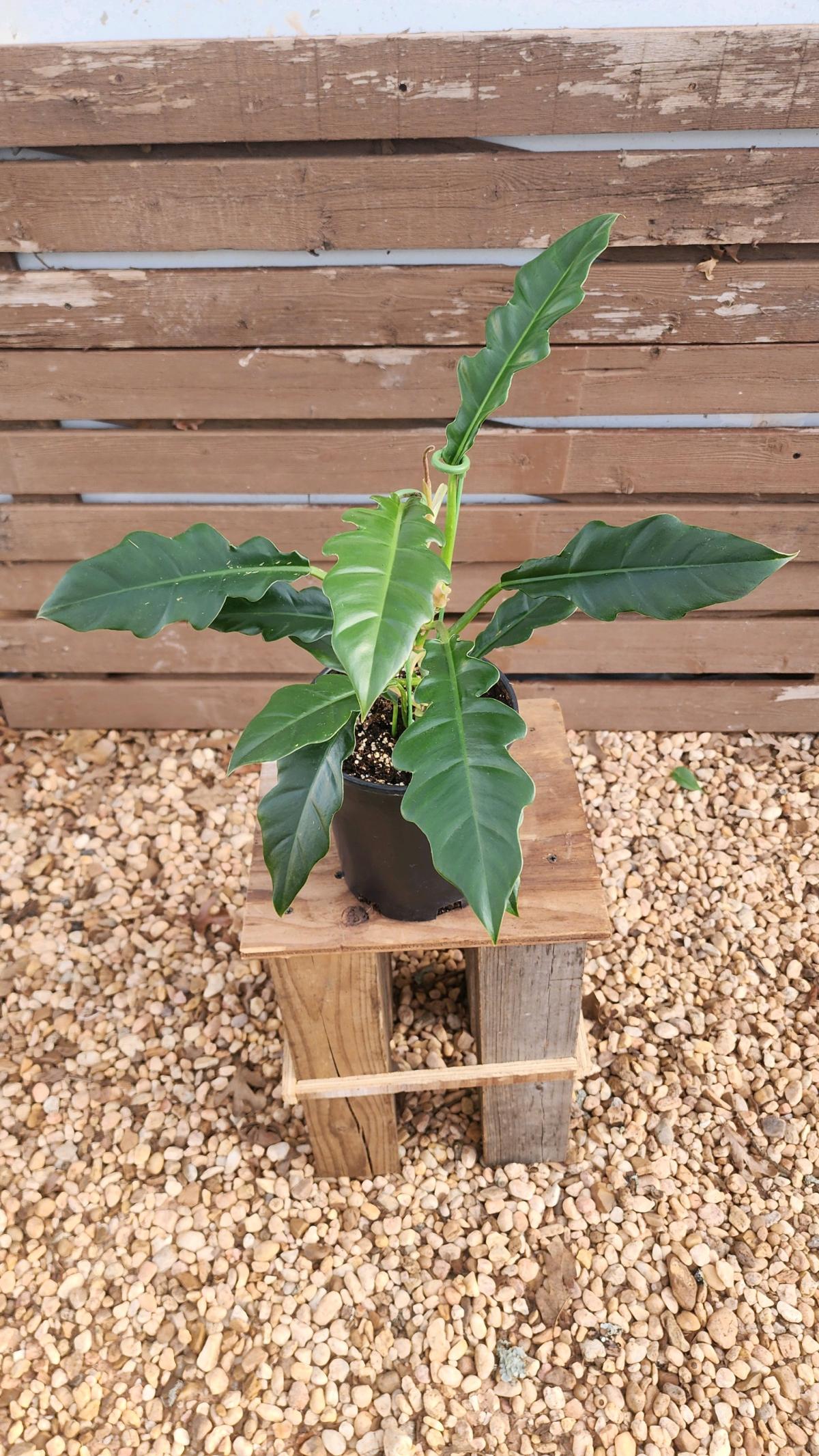 Philodendron Jungle Boogie AKA Philodendron Narrow Tooth - Norman, Oklahoma - FleaMarketBay