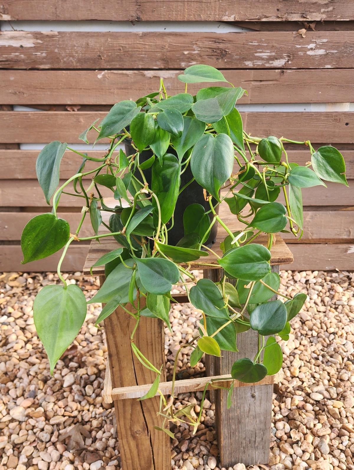 Philodendron hederaceum AKA Heartleaf Philodendron - Norman, Oklahoma - FleaMarketBay