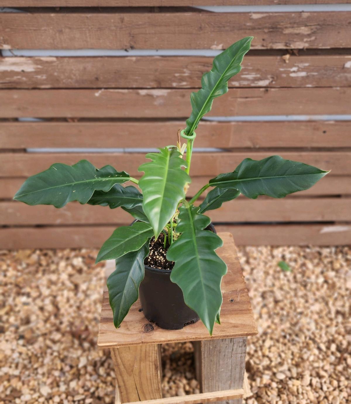 Philodendron Jungle Boogie AKA Philodendron Narrow Tooth