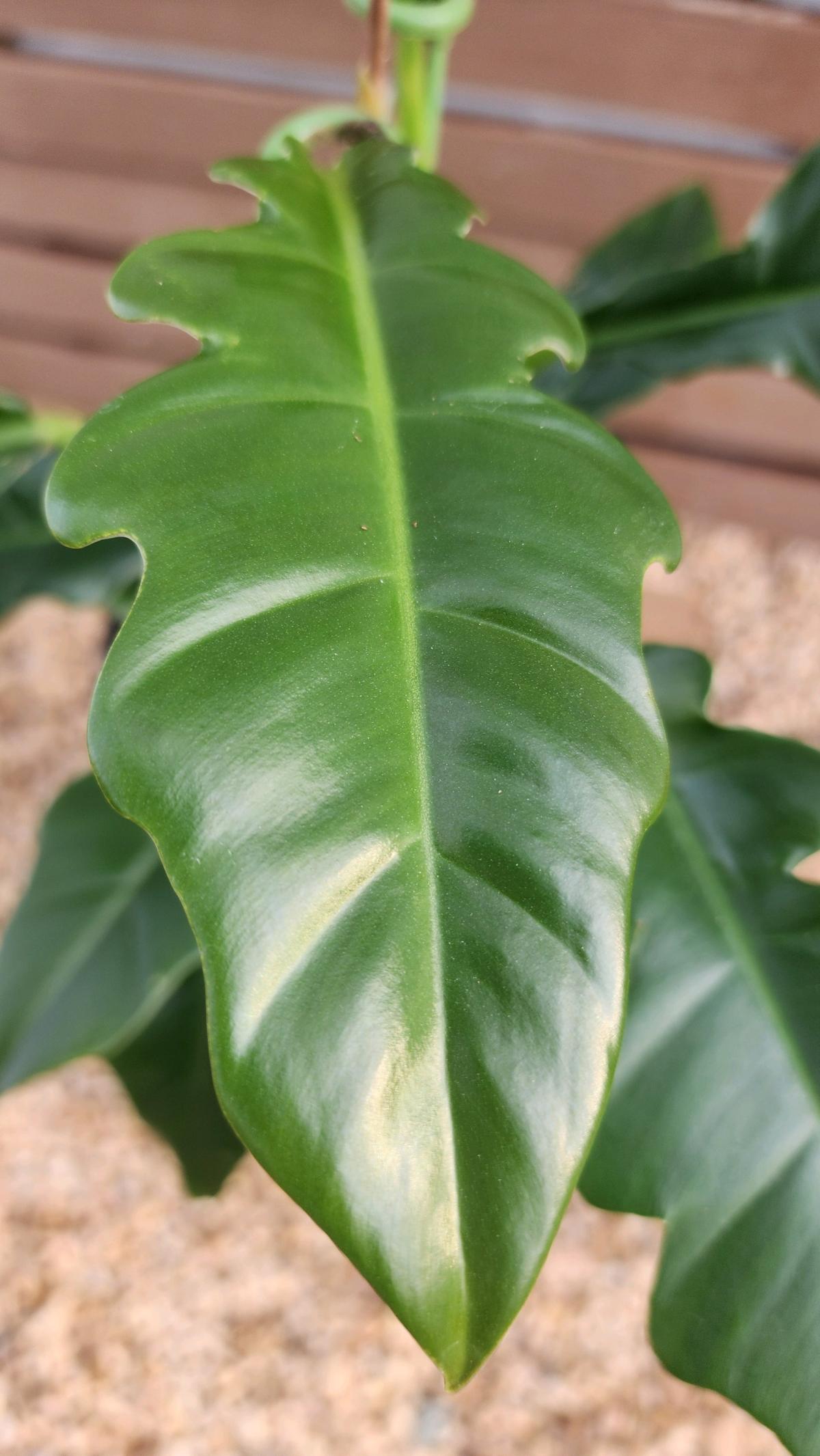 Philodendron Jungle Boogie AKA Philodendron Narrow Tooth - Norman, Oklahoma - FleaMarketBay