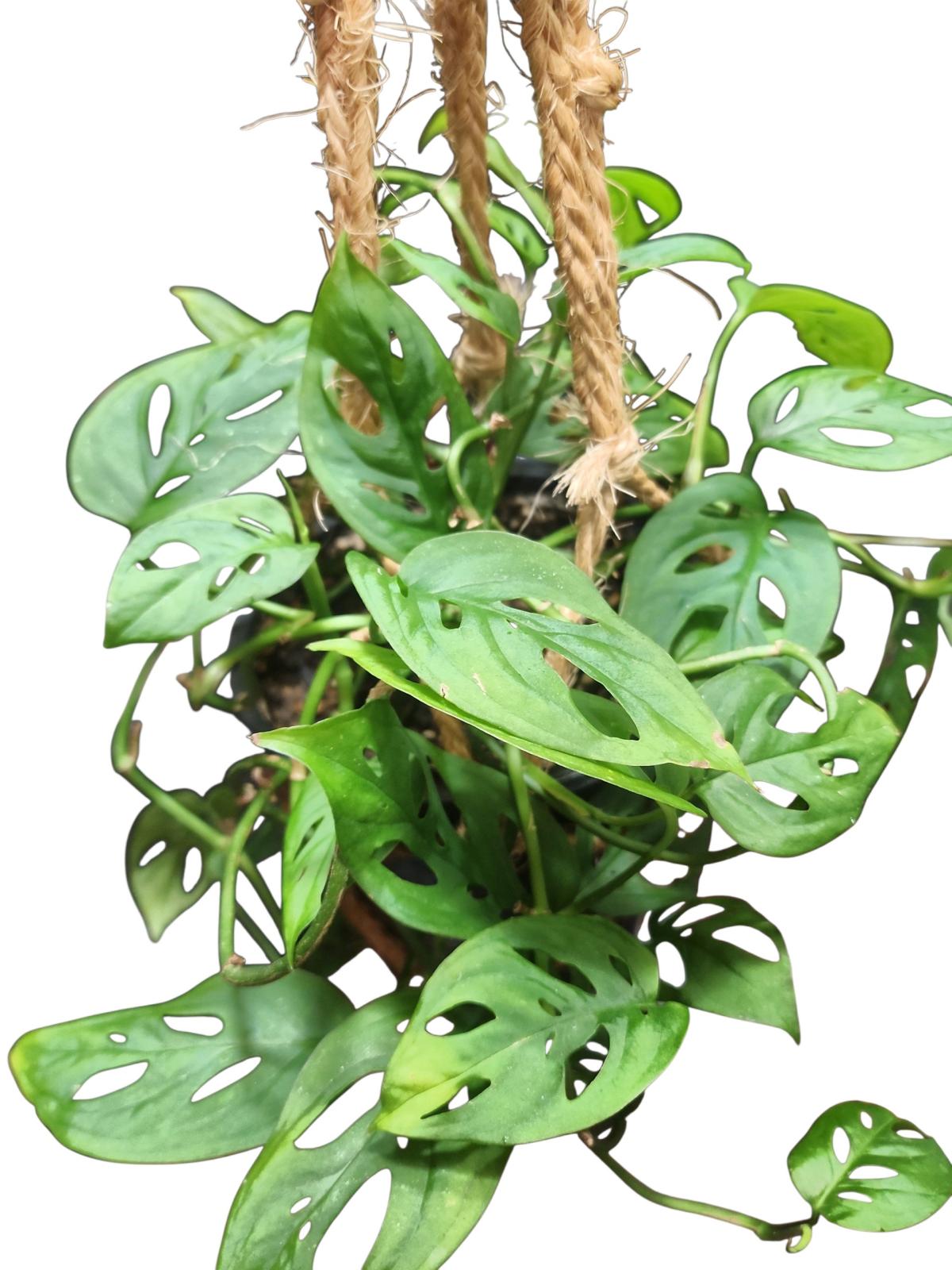 Monstera adansonii Swiss Cheese Plant - Norman, Oklahoma - FleaMarketBay