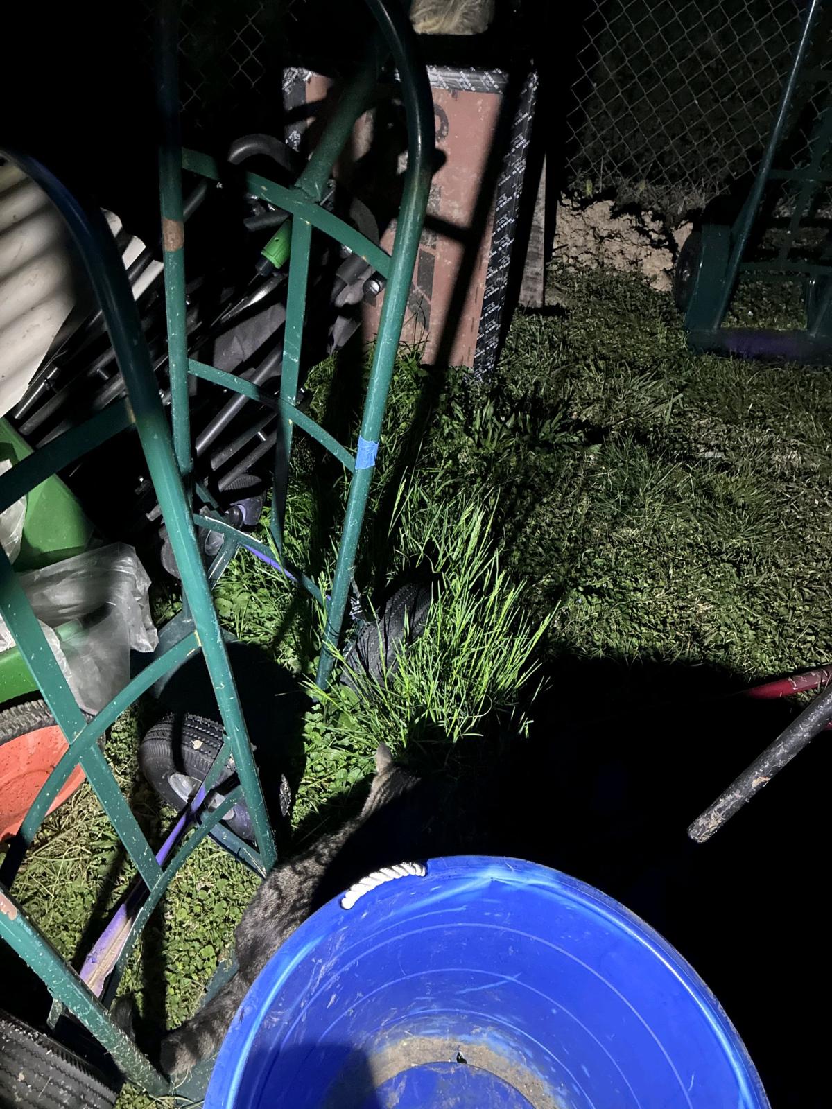 Dollies - Chattanooga, Tennessee - FleaMarketBay