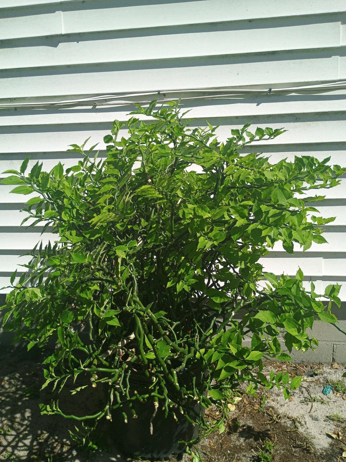 garden decor pots and iron - Orlando, Florida - FleaMarketBay