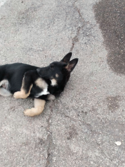 German Shepard Puppies