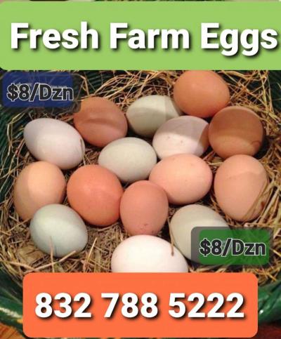 Eggs Farm Fresh Eggs