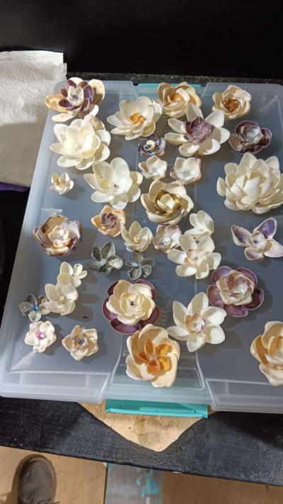 Seashells for crafts or jewelry