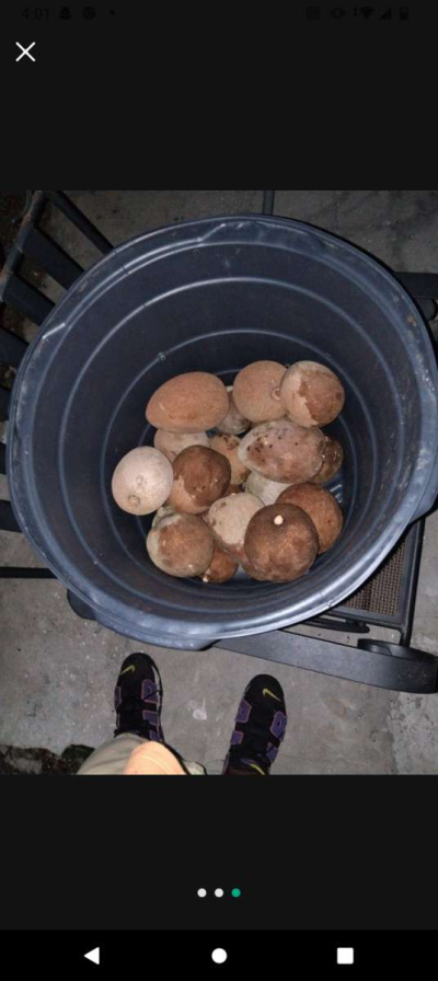 mameys - Thumbnail 3