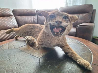 Bobcat Taxidermy - Thumbnail 2