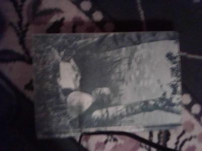 Camp Counseling - Thumbnail 4