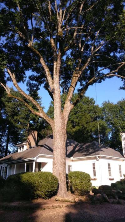 Tree Removal Service