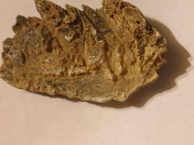 Kauri Gum - Thumbnail 5