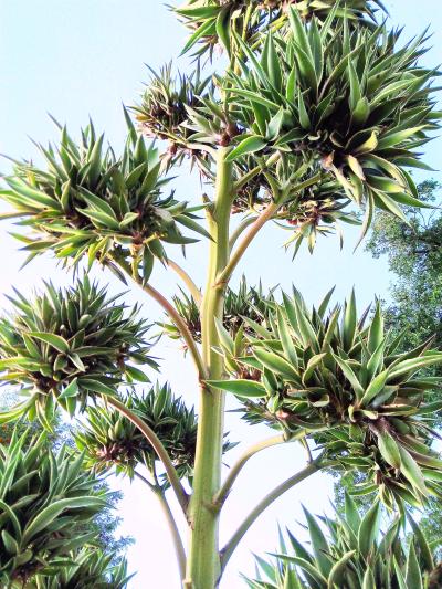 Agave Americana - Thumbnail 2