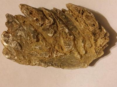 Kauri Gum - Thumbnail 2